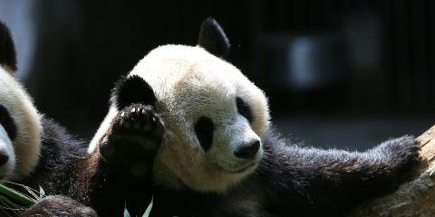 黑眼圈除了熬夜、过敏之外,在中医的角度,其实还可能与妳的体质、气血、甚至生活息息相关!本篇文章现在就从中医的角度,来带你认识黑眼圈的八大常见成因。