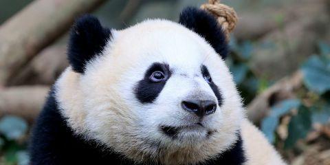 今天要教你不用高价保养品如何简单消除黑眼圈的中医小秘诀!文末也会解答冷热敷改善黑眼圈的迷思,千万别错过一起看下去吧。